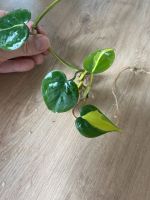 1x Philodendron brasil Ableger Hessen - Altenstadt Vorschau