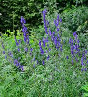 Eisenhut blau - Aconitum napellus Niedersachsen - Bad Zwischenahn Vorschau