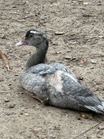 Warzenenten Flugenten Bayern - Wiesentheid Vorschau