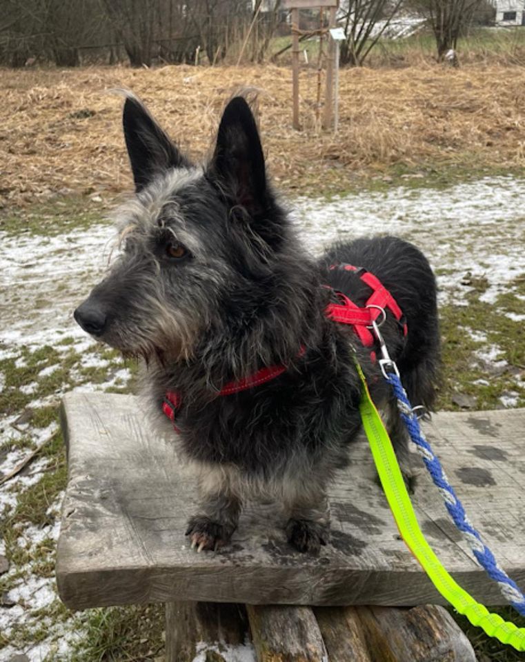 Traumhund Noll wartet in 94424 Arnstorf auf deinen Besuch in Arnstorf