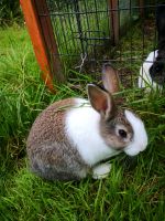 Holländer Kaninchen aus unserer Hobbyzucht Rheinland-Pfalz - Andernach Vorschau