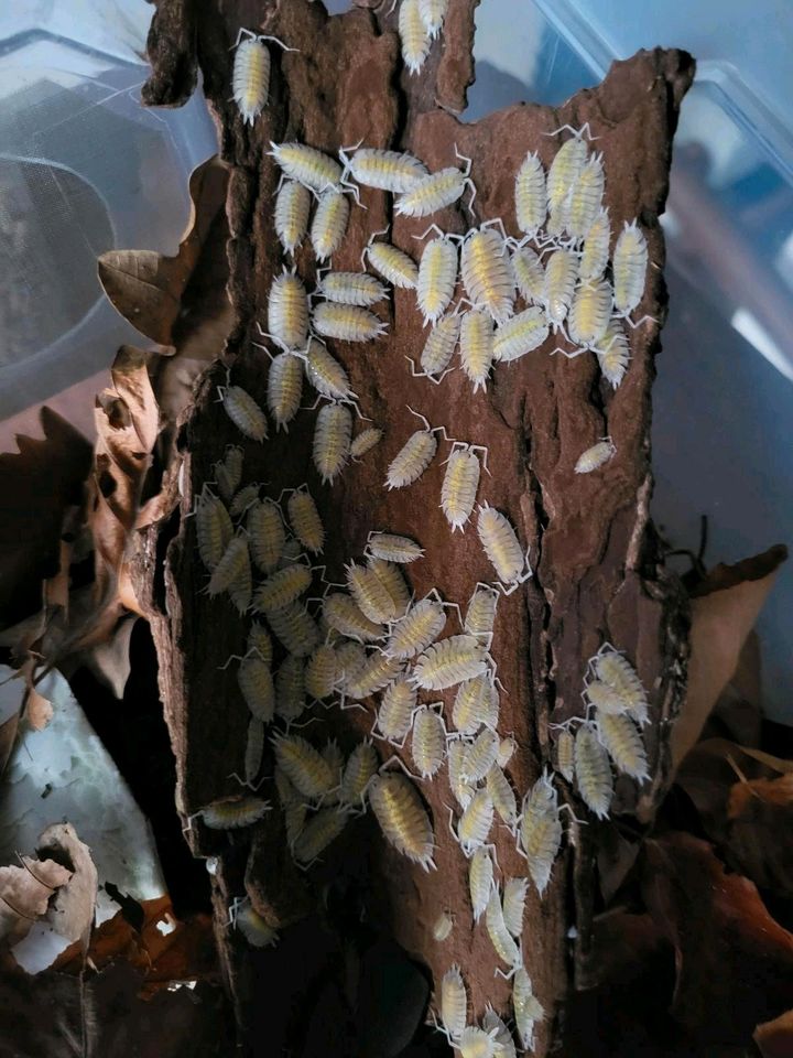 12+Porcellio Bolivari Milky Asseln Kleintiere Isopods in Oerlinghausen