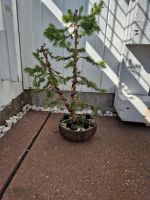 Bonsai Picea glauca " Conika" Berlin - Spandau Vorschau