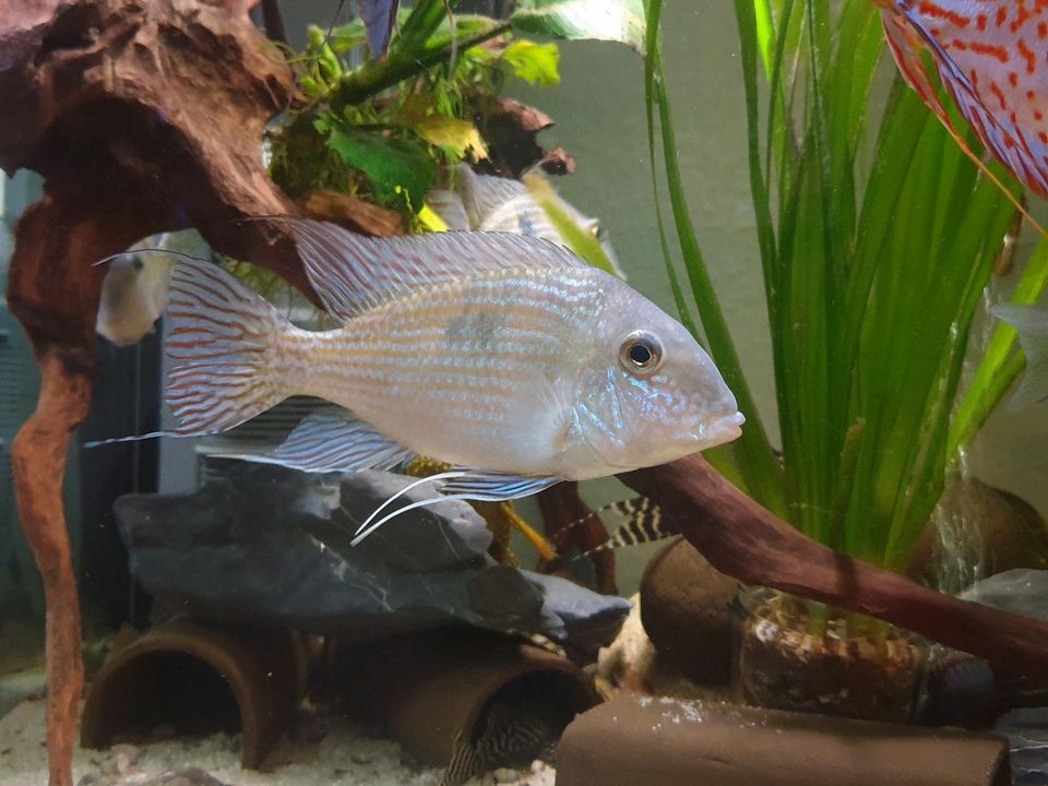 Geophagus parnaibae in Bremerhaven