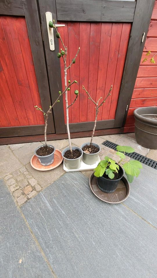 Feigenbaum eingepflanzt Feige Baum Obstbaum in Wachtberg