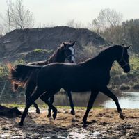 Pferd Hengst 2022 deutsches Sportpferd von Fair Deal Sylt - Westerland Vorschau