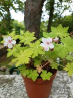 Storchschnabel rosa aus dem eigenen Garten Wandsbek - Hamburg Bergstedt Vorschau