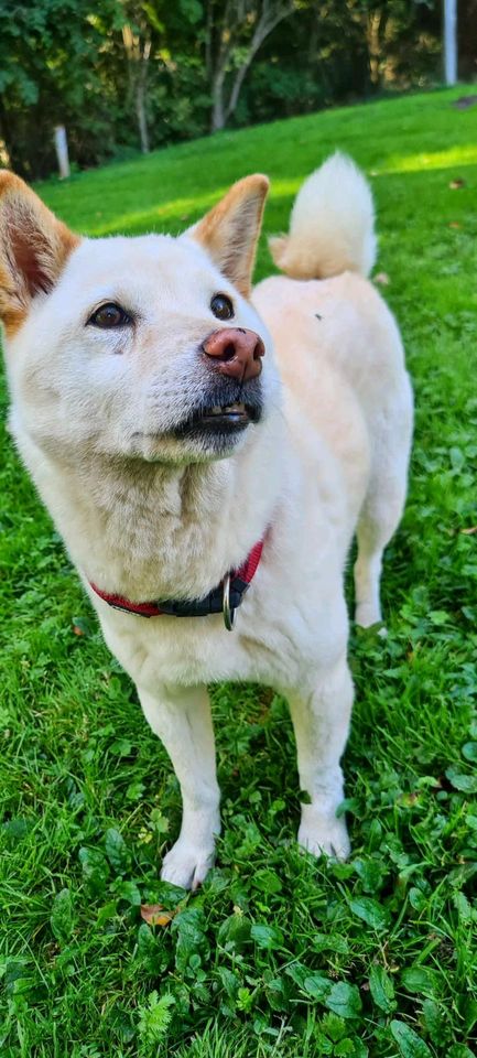 Yuki sucht ihr Zuhause in Rennertshofen