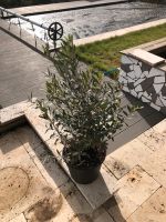 OLIVENSTRAUCH! olea europaea ca 50cm Nordrhein-Westfalen - Hiddenhausen Vorschau