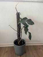 Philodendron squamiferum Zimmerpflanze Köln - Ehrenfeld Vorschau