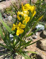 Iris Blumen Flensburg - Fruerlund Vorschau