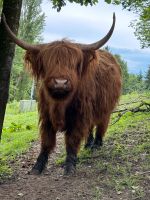 Schottische Higland Cattle Rinder Weiblich Rind Baden-Württemberg - Malsch Vorschau