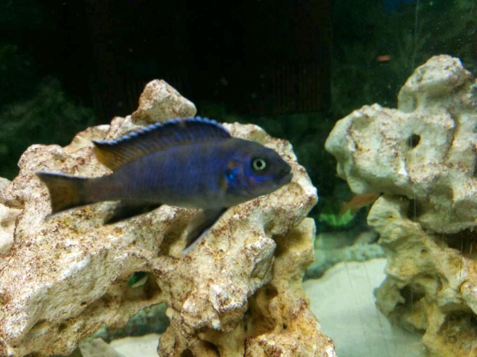Pseudotropheus elongatus mpanga yellow tail Malawi Buntbarsche in Gnarrenburg