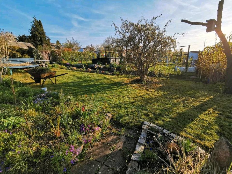 Pachtgarten mit Gartenhaus in Plauen