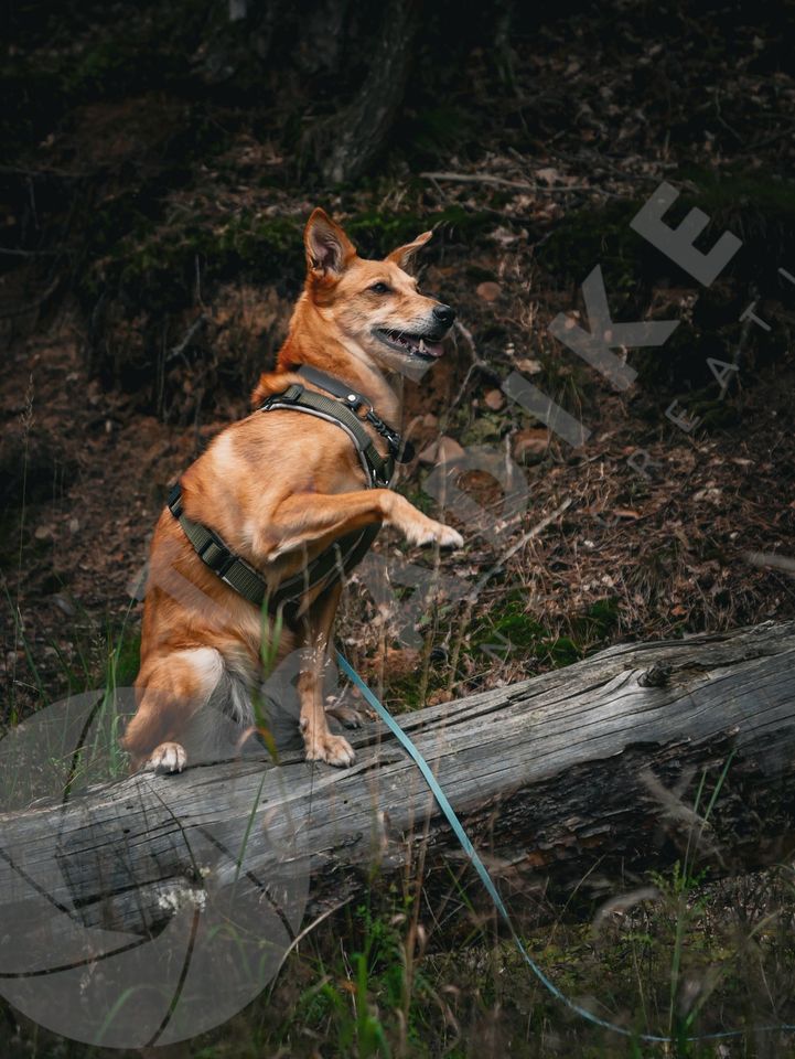 Tier - Fotoshooting Hund | Tierfotografie in Hannover