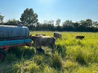 Kuhstall zu pachten gesucht Schleswig-Holstein - Krempe Vorschau