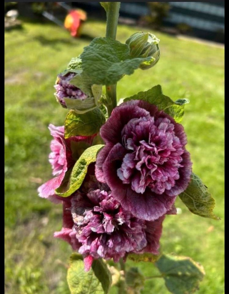 Stockrosen Alcea Rosea Mix in Bremen