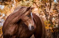 Pony, Ponystute, Stm 137 sucht neues Zuhause Nordrhein-Westfalen - Spenge Vorschau