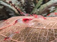 Red Rili Zwerggarnelen (Neocaridina Davidii 'Red Rili' Nordrhein-Westfalen - Gelsenkirchen Vorschau