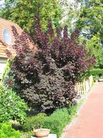 Perückenstrauch Cotinus coggygria 'Royal Purple' 40-60cm Niedersachsen - Westerstede Vorschau