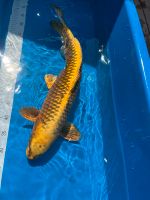 Koi Kin Matsuba 62cm Sansai Nordrhein-Westfalen - Voerde (Niederrhein) Vorschau