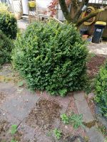 Buchsbaum zum selber ausgraben Nordrhein-Westfalen - Lüdenscheid Vorschau