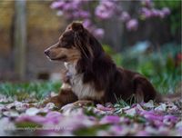 Fotoshootings Fotograf Sachsen - Schildau Vorschau