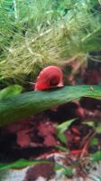 0.20€ Rot/Orange Posthornschnecke PHS Berlin - Hellersdorf Vorschau