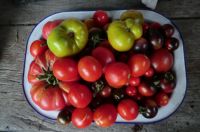 viele Sorten Tomatenpflanzen, Paprika,Zucchini Gurken  Hokkaido Niedersachsen - Langlingen Vorschau