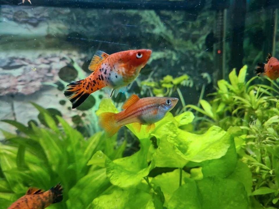 Schwertträger rot und silber/orange in Barsinghausen