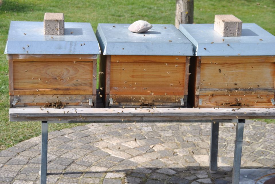 Bienenvölker Carnica in Kühbach