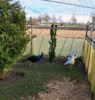 Schwarzflügelpfau Bayern - Hallbergmoos Vorschau