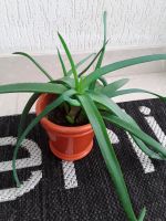 Zimmerpflanzen Aloe Vera Hessen - Oberursel (Taunus) Vorschau