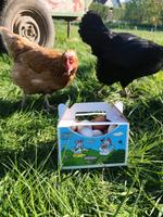 Eier Hühner Hessen - Hofgeismar Vorschau