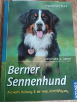 Bürner - Berner Sennenhund Bayern - Bamberg Vorschau