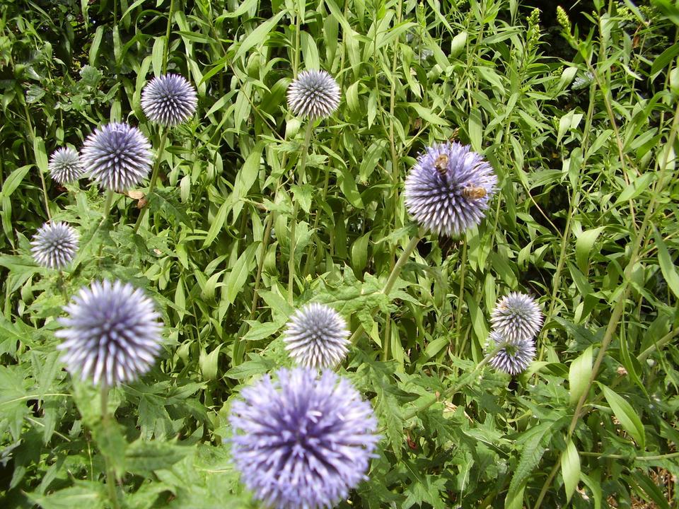 30 Samen Kugeldistel blau Bienen Bienenfutterpflanze * winterhart in Nordendorf