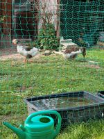 Gänse Ehepaar Baden-Württemberg - Bad Wurzach Vorschau