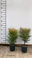 Nandina domestica - Heiliger Bambus Himmelsbambus 50/60cm Hessen - Dreieich Vorschau