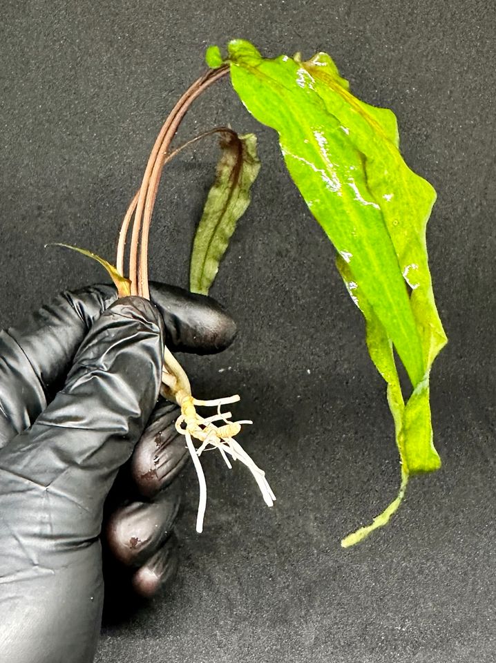 10x Cryptocoryne wendtii "Green" Wasserkelch Aquarium Aquascaping in Frechen