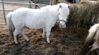 Fifi sucht eine Reitbeteiligung Niedersachsen - Ganderkesee Vorschau