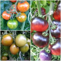 BIO Tomatenpflanzen Tomaten: Zebra, Tricolor, Schokotomate Thüringen - Nordhausen Vorschau
