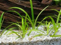 Ableger Aquarienpflanze kleines Pfeilkraut Sagittaria subulata Schleswig-Holstein - Bad Segeberg Vorschau