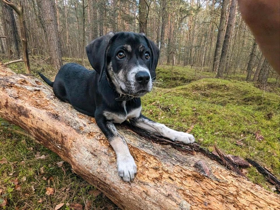 Hundetreff / Spielstunde / Gassi-gehen in Premnitz