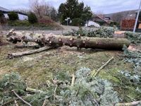 Atlas Zeder Baumstamm 6 Meter lang, letzte Chance!!! Nordrhein-Westfalen - Heimbach Vorschau