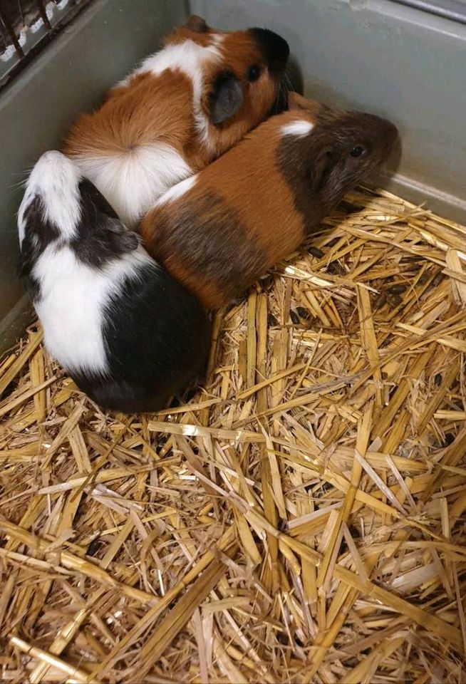 Meerschweinchen Männchen in Bissendorf