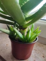 Aloe Vera Ableger Pflanzen Zimmerpflanzen kein Kaktus Sachsen - Hohndorf Vorschau