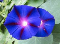 25 Samen Prunkwinde Ipomoea purpurea Kletterpflanze Nürnberg (Mittelfr) - Aussenstadt-Sued Vorschau