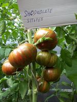 Schokoladen- Tomaten- Tomatenpflanzen    Aus eigener Anzucht Münster (Westfalen) - Amelsbüren Vorschau