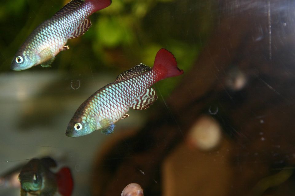 Nothobranchius palmqvisti (Killifische) Nachzuchten abzugeben in Amelsbüren