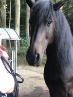 Biete Reitbeteiligung / Pferd sucht Mensch Schleswig-Holstein - Rausdorf Vorschau
